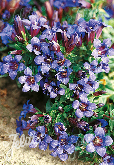 GENTIANA septemfida var. Lagodechiana, Horec sedemklaný cca.20 semien